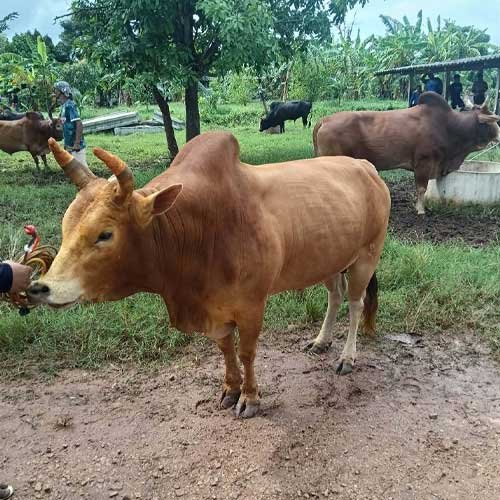 วัวพันธุ์พื้นเมืองภาคใต้