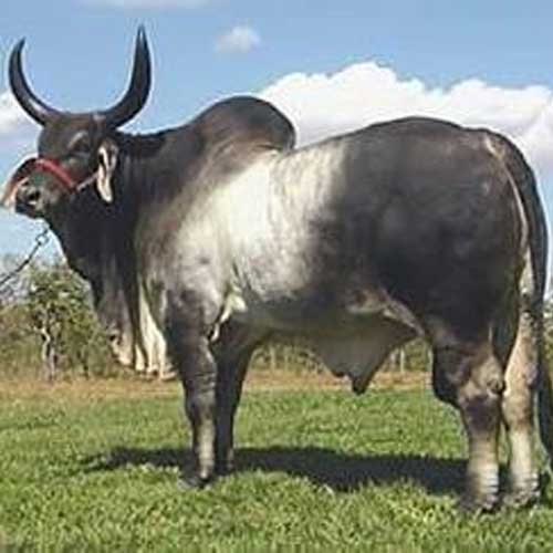 วัวพันธุ์ลูกผสมบราห์มัน