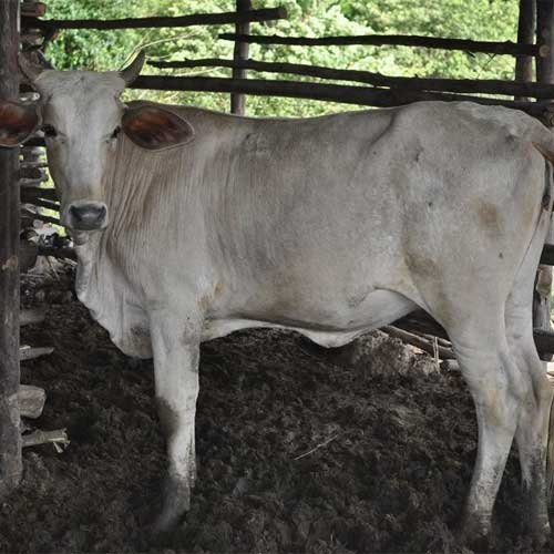 วัวพันธุ์ชาร์โรเลส์ผสม