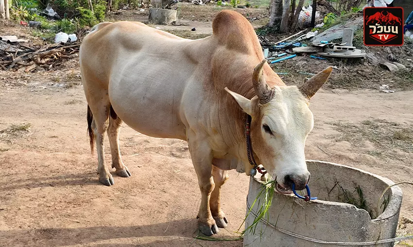 ประวัติ ขาวงามเพชรเมืองพรม(ข้าวดัง)
