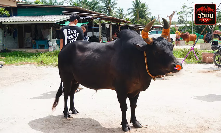 ประวัติ โคดุกด้างแหลมเพชร (คองโก)
