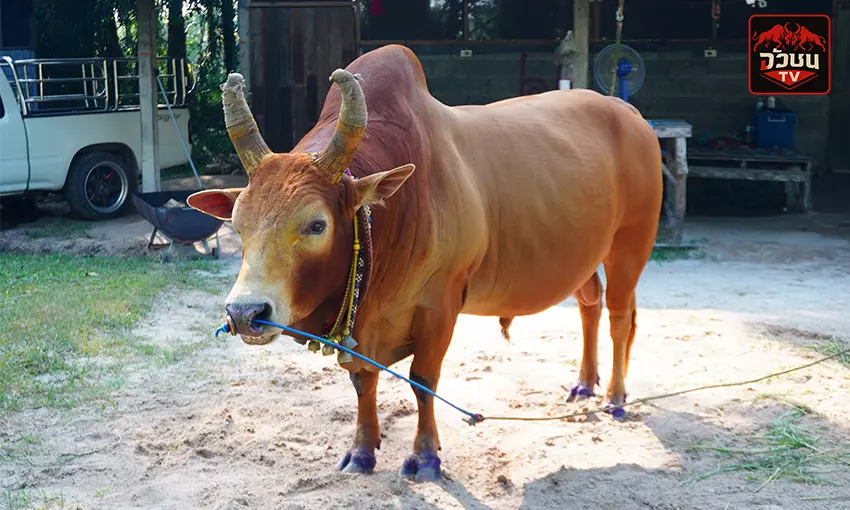 ประวัติ จุดเพชร