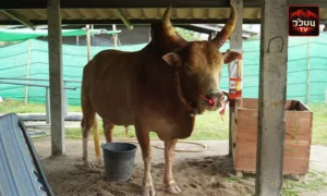 แดงงามดอกรักโพธิ์จักรพรรดิเจ้าปฐพี (ดอกรัก)