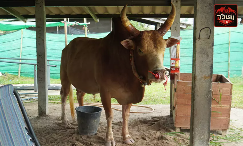 แดงงามดอกรักโพธิ์จักรพรรดิเจ้าปฐพี (ดอกรัก)