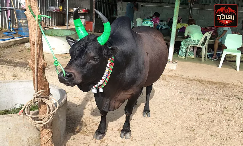 ประวัติ พริกขี้หนู ดุกด้างบัญชาการ
