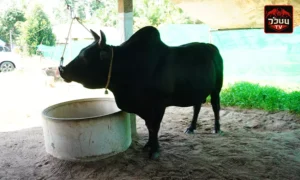 ประวัติ โคนิลลูกอัศวินป่าโหนด(มนต์ดำ)