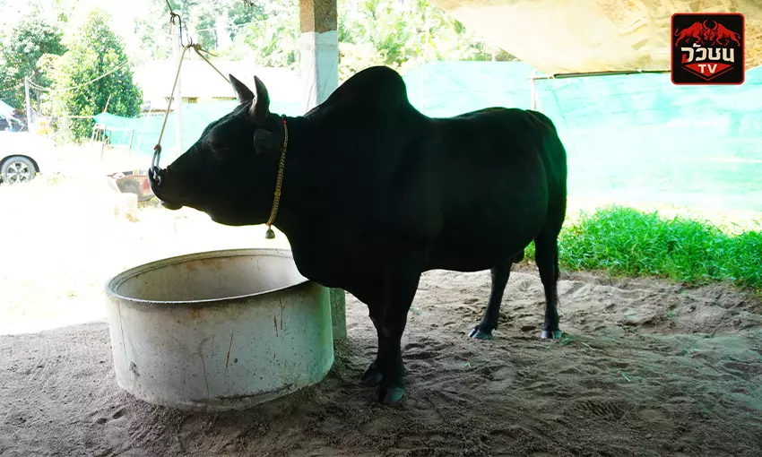 ประวัติ โคนิลลูกอัศวินป่าโหนด(มนต์ดำ)
