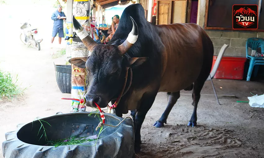 โคโหนดก้องธรรี (แบ้ตะน้อง)