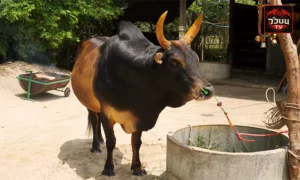 ประวัติวัวชน โลแกน