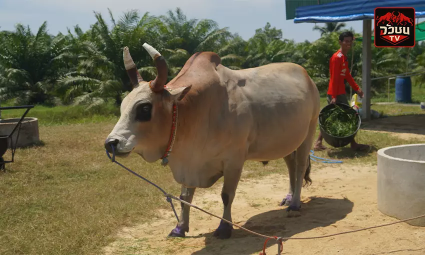 ประวัติ ลังสาดเพชรทองปราย(ตาดำ)