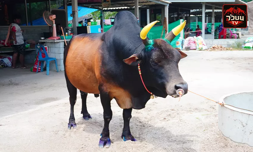 ประวัติ โคโหนดยุทธชัยมีทรัพย์(เหล็กไหลภาค2)
