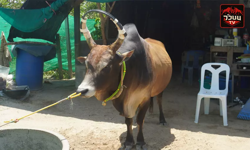 ประวัติวัวชน เพชรชมพู