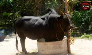 ประวัติวัวชน จงอางดำ