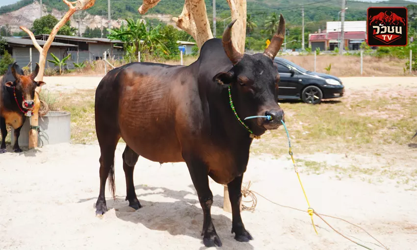 โหนดท้องลายเทพชาละวัน (คุณเจ้)