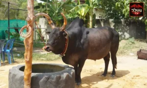 ประวัติ เจ้าซีอิ๋ว