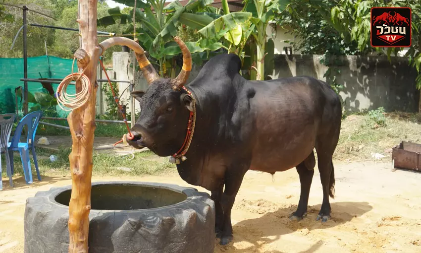 ประวัติ เจ้าซีอิ๋ว