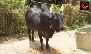 ประวัติ โคดุกด้างเฉลิมชัย(เจ้าฟอร์ด)