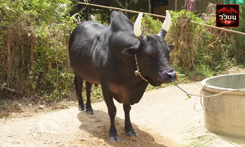 ประวัติ โคดุกด้างเฉลิมชัย(เจ้าฟอร์ด)