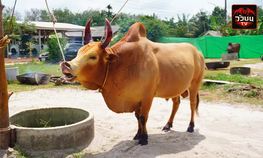 ประวัติ โคขาวใจเพชรยอดพิชิตชัย