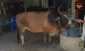 ประวัติ โคลังสาดราชครู (ครูไกด์)