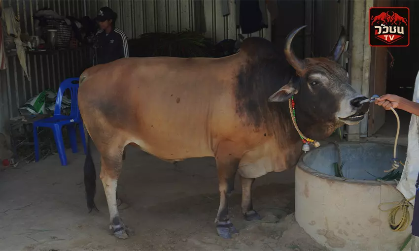 ประวัติ โคลังสาดราชครู (ครูไกด์)