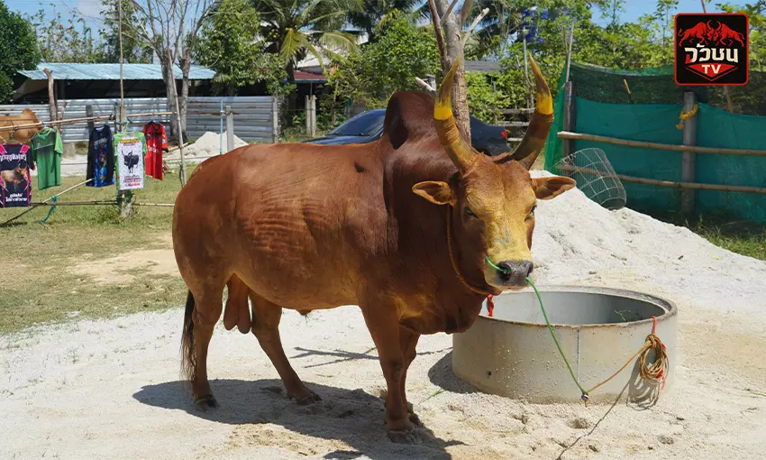 โคแดงงามอัศวินสิงห์นักล่า (วินดีเซล)