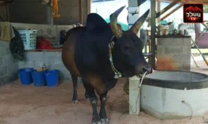 ประวัติ โหนดพันพยัคฆ์(ไอ้ตุด)