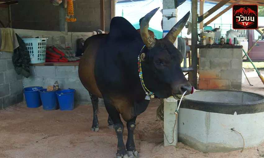 ประวัติ โหนดพันพยัคฆ์(ไอ้ตุด)