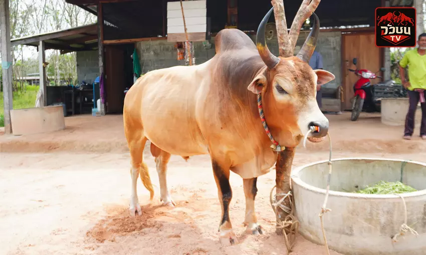 โคลังสาดลายอ้ายไข่บิด
