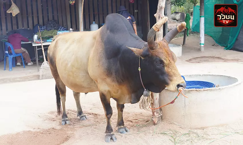 ประวัติ ลังสาดอัศวินสิงห์พลังชัย(เซียนมึน)