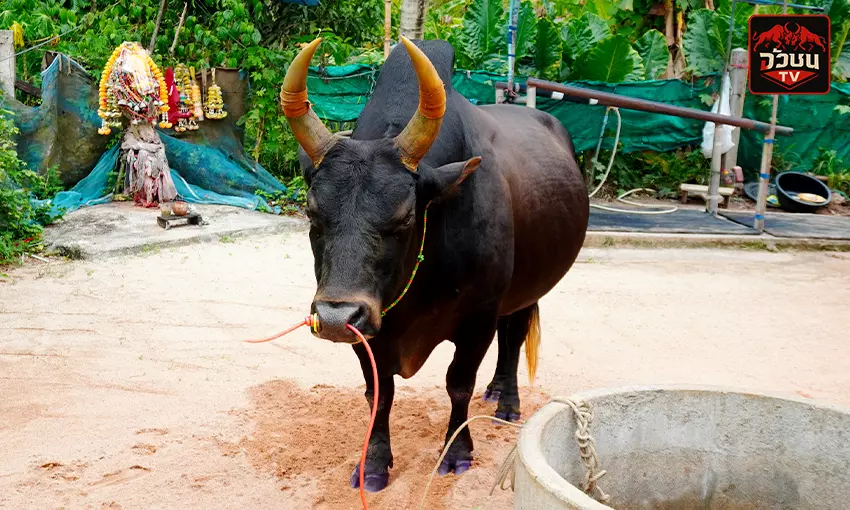 โหนดสิงหราชพยัคฆ์ผาเมืองแก่นรสิงห์