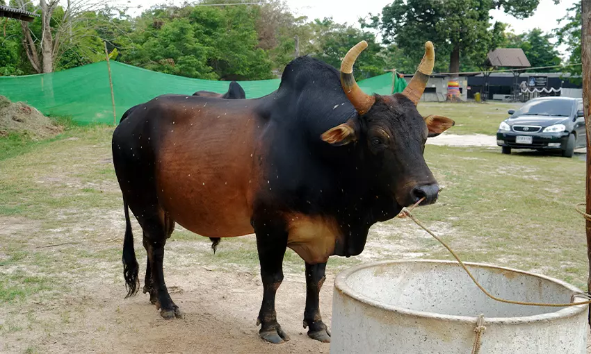 ประวัติวัวชน โหนดจักรพรรดิ์