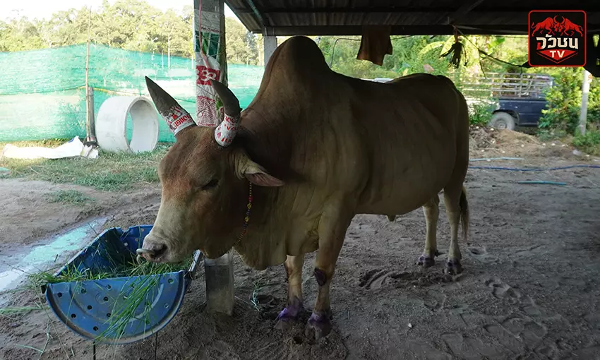 ประวัติ โคขาวงามวันดีมีชัย(เจ้าสำออย)