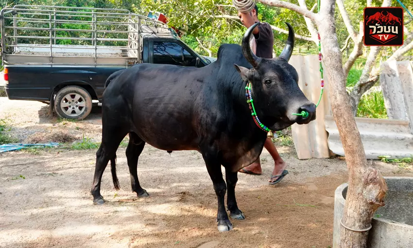 ประวัติวัวชน โคดุกด้างแซมตะวัน