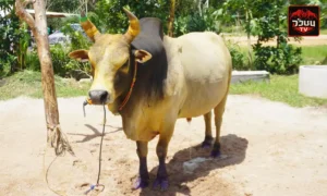 ประวัติวัวชน ลังสาดวังทรายทอง