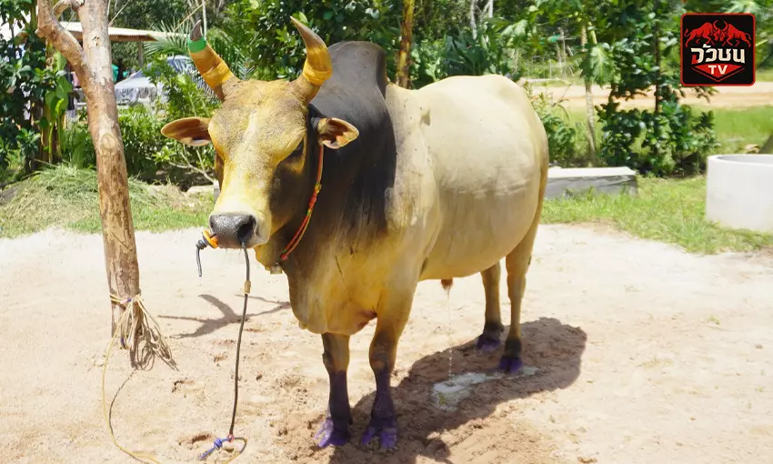 ประวัติวัวชน ลังสาดวังทรายทอง