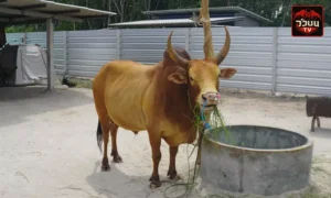 ประวัติ ขาวเทพประทาน(ช้างเผือก)